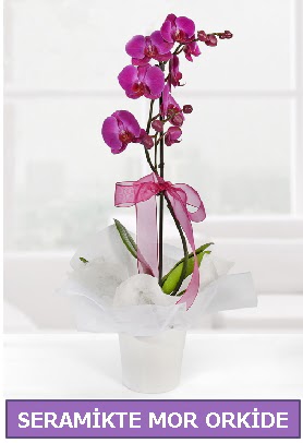 Seramik içerisinde birinci kalite tek dallı mor orkide  Kırşehir online çiçekçi , çiçek siparişi 