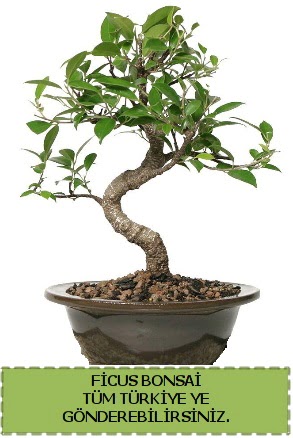 Ficus bonsai  Krehir iek yolla , iek gnder , ieki  