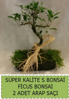Ficus S Bonsai ve arap saçı  Kırşehir çiçek yolla 