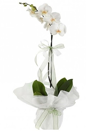 Tekli Beyaz Orkide  Krehir iek , ieki , iekilik 