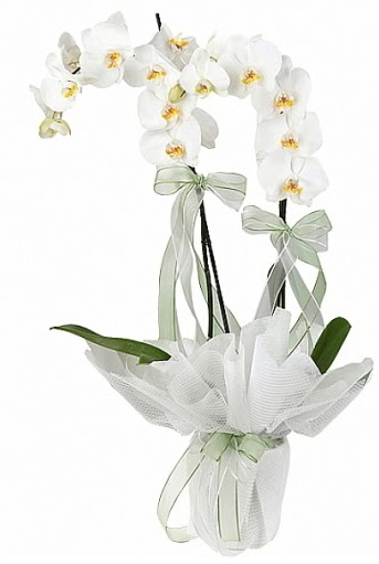 ift Dall Beyaz Orkide  Krehir uluslararas iek gnderme 