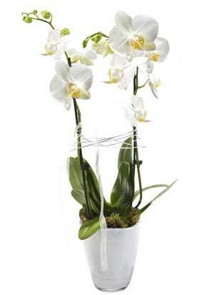 2 dall beyaz seramik beyaz orkide sakss  Krehir iek yolla , iek gnder , ieki  
