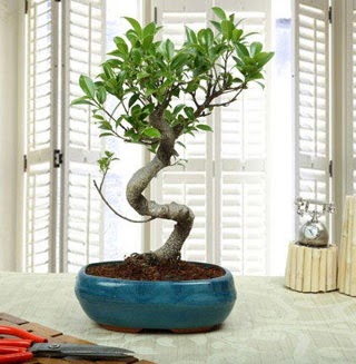 Amazing Bonsai Ficus S thal  Krehir internetten iek sat 