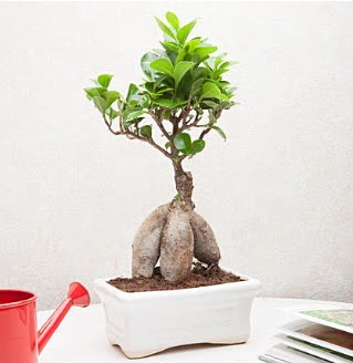 Exotic Ficus Bonsai ginseng  Krehir hediye sevgilime hediye iek 