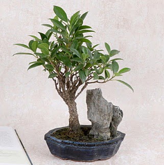 Japon aac Evergreen Ficus Bonsai  Krehir iek yolla , iek gnder , ieki  