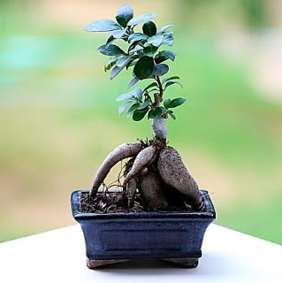 Marvellous Ficus Microcarpa ginseng bonsai  Krehir iekiler 