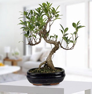 Gorgeous Ficus S shaped japon bonsai  Krehir kaliteli taze ve ucuz iekler 
