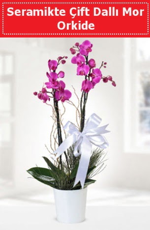 Seramikte Çift Dallı Mor Orkide  Kırşehir uluslararası çiçek gönderme 