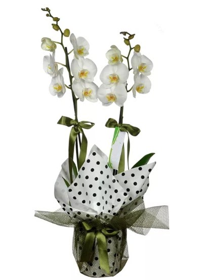 ift Dall Beyaz Orkide  Krehir cicekciler , cicek siparisi 