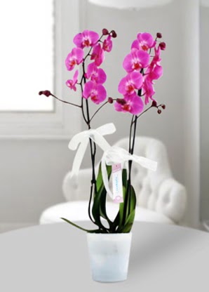 Çift dallı mor orkide  Kırşehir çiçek siparişi sitesi 