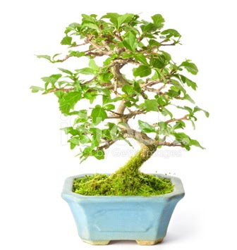 S zerkova bonsai ksa sreliine  Krehir online ieki , iek siparii 