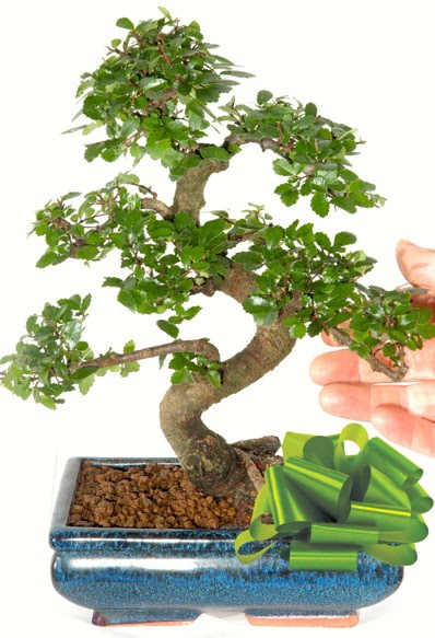 Yaklak 25 cm boyutlarnda S bonsai  Krehir hediye iek yolla 