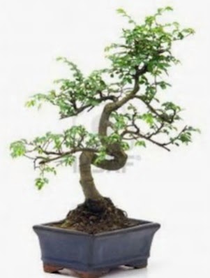 S gvde bonsai minyatr aa japon aac  Krehir iek gnderme 