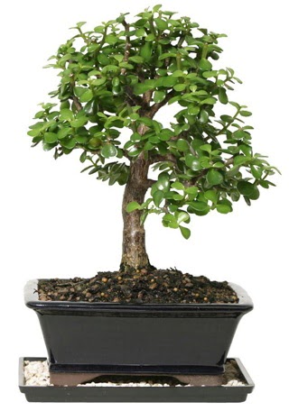 15 cm civar Zerkova bonsai bitkisi  Krehir hediye iek yolla 