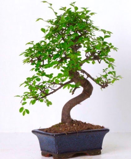 S gvdeli bonsai minyatr aa japon aac  Krehir iek yolla , iek gnder , ieki  