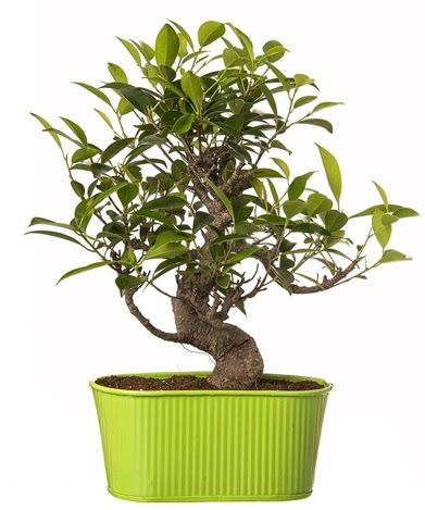 Ficus S gövdeli muhteşem bonsai  Kırşehir hediye çiçek yolla 