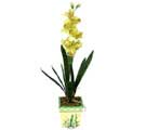 Özel Yapay Orkide Sari  Kırşehir yurtiçi ve yurtdışı çiçek siparişi 