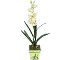 Özel Yapay Orkide Beyaz   Kırşehir güvenli kaliteli hızlı çiçek 