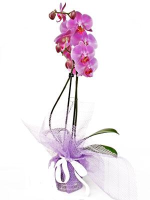  Kırşehir uluslararası çiçek gönderme  Kaliteli ithal saksida orkide