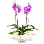  Kırşehir çiçek gönderme  Cam yada mika vazo içerisinde  1 kök orkide