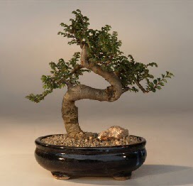 ithal bonsai saksi çiçegi  Kırşehir cicekciler , cicek siparisi 