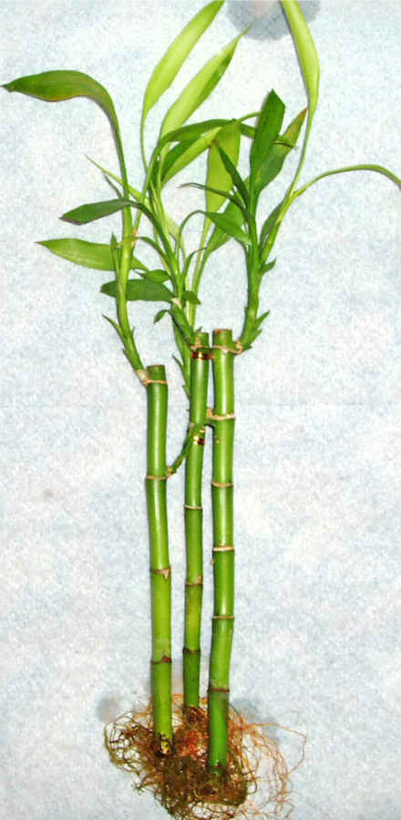 Lucky Bamboo 3 adet vazo hediye edilir   Krehir iek siparii vermek 