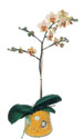  Kırşehir internetten çiçek siparişi  Phalaenopsis Orkide ithal kalite