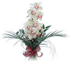  Kırşehir hediye çiçek yolla  Dal orkide ithal iyi kalite