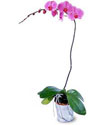  Kırşehir online çiçek gönderme sipariş  Orkide ithal kaliteli orkide 