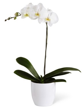 1 dallı beyaz orkide  Kırşehir cicekciler , cicek siparisi 