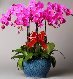 7 dallı mor orkide  Kırşehir anneler günü çiçek yolla 