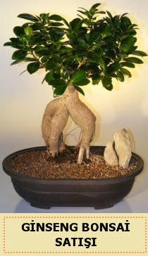İthal Ginseng bonsai satışı japon ağacı  Kırşehir hediye çiçek yolla 