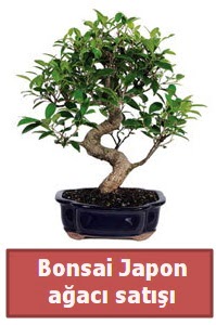 Japon ağacı bonsai satışı  Kırşehir hediye çiçek yolla 