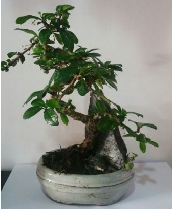 S şeklinde ithal bonsai ağacı  Kırşehir İnternetten çiçek siparişi 