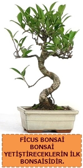 Ficus bonsai 15 ile 25 cm arasındadır  Kırşehir İnternetten çiçek siparişi 