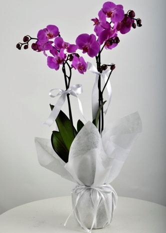 Çift dallı saksıda mor orkide çiçeği  Kırşehir çiçekçiler 