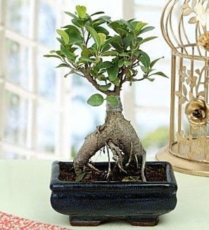 Appealing Ficus Ginseng Bonsai  Kırşehir uluslararası çiçek gönderme 