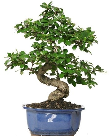 21 ile 25 cm arası özel S bonsai japon ağacı  Kırşehir çiçek yolla 